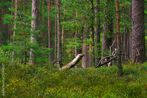 Obraz na plátně Horizontal View of a Pale Deadwood Snag in a Lush Green Pine Forest
