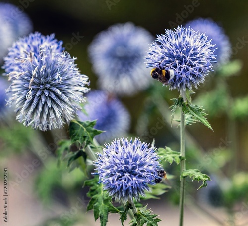 
Photograph of a Banat globe-thistle on a field path.