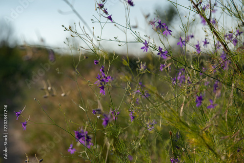 Delicate purple wildflowers growing among tall grasses beside a narrow natural path, creating a peaceful summer meadow scene with soft sunlight and a blurred background.