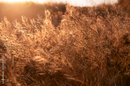 Dry wild grass and delicate seed heads illuminated by warm golden sunlight at sunset in a natural meadow. The soft backlight creates a dreamy summer atmosphere with glowing grasses