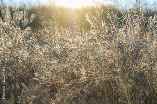 Dry wild grass and delicate seed heads illuminated by warm golden sunlight at sunset in a natural meadow. The soft backlight creates a dreamy summer atmosphere with glowing grasses 