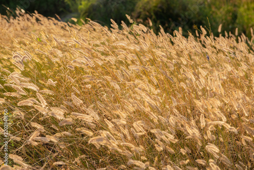 Golden foxtail grass and delicate seed heads illuminated by warm evening sunlight in a summer meadow. Soft backlighting creates a glowing, dreamy atmosphere with shallow depth of field 