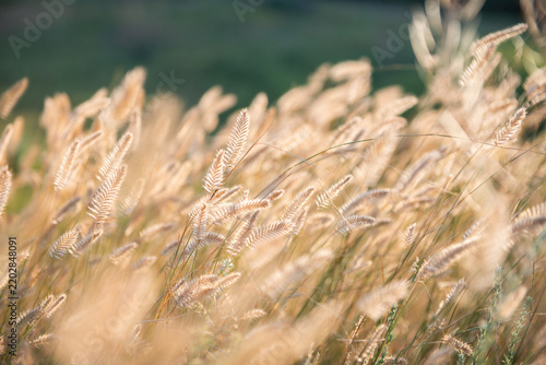 Golden foxtail grass and delicate seed heads illuminated by warm evening sunlight in a summer meadow. Soft backlighting creates a glowing, dreamy atmosphere with shallow depth of field