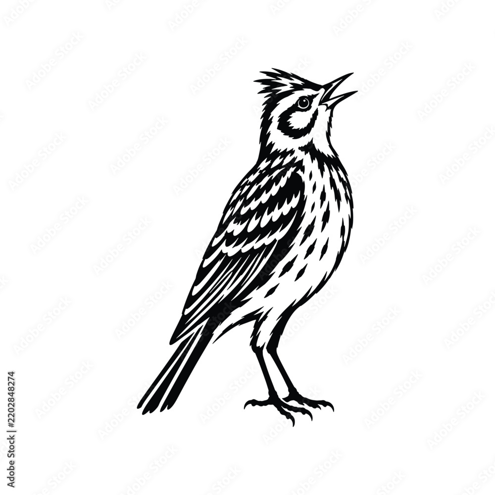 Fototapeta premium Lark Bold Black White Bird Silhouette Illustration