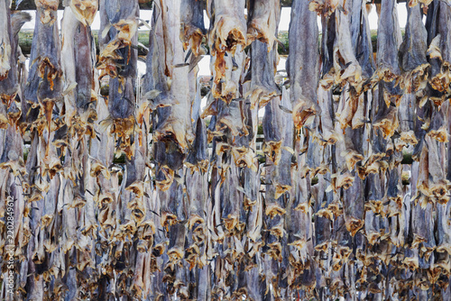 Cod drying on wooden racks in henningsvaer, Lofoten, Norway