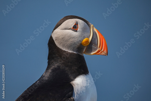 North Atlantic Puffin in profile with orange beak against blue sky