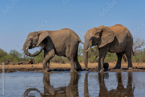 Canvas Print Elephants drinking and taking a bath in a waterhole in Mashatu Game Reserve in the Tuli Block in Botswana