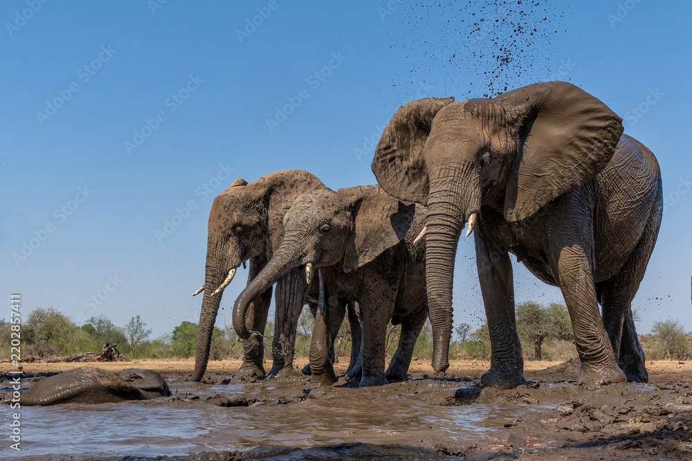 Obraz premium Elephants drinking and taking a bath in a waterhole in Mashatu Game Reserve in the Tuli Block in Botswana. Low angle view from a hide at water level.