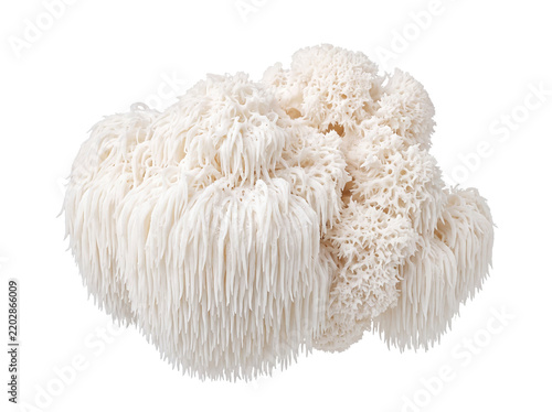Lions mane mushroom fresh white organic hericium erinaceus isolated on black background for healthy superfood cooking, medicinal wellness supplements, gourmet culinary ingredient, macro photo.