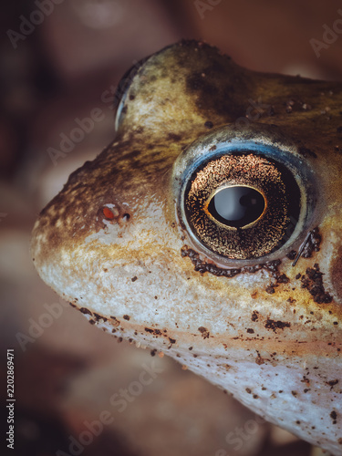 A close-up a frog's head showing the pattern in it's eye