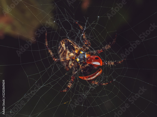 A European garden spider 'Araneus diadematus', also known as a cross spider, feeding on a captured ladybird in its orb web