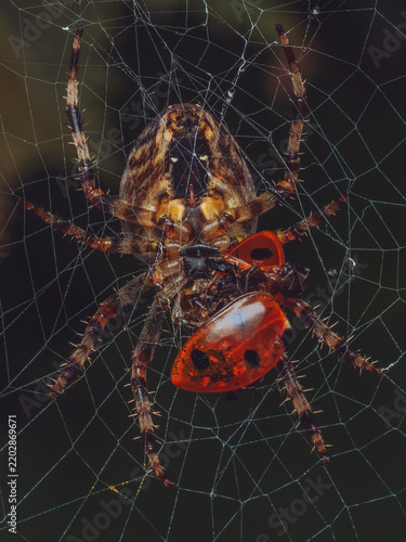 A European garden spider 'Araneus diadematus', also known as a cross spider, feeding on a captured ladybird in its orb web