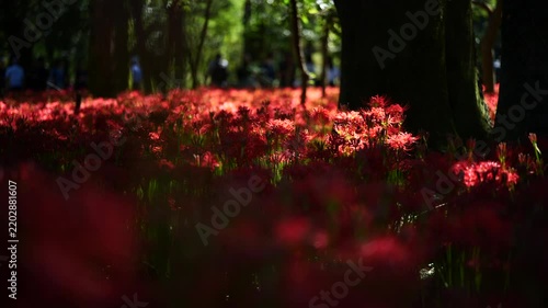 風に揺れる曼珠沙華と木漏れ日　（埼玉県日高市巾着田曼珠沙華公園）