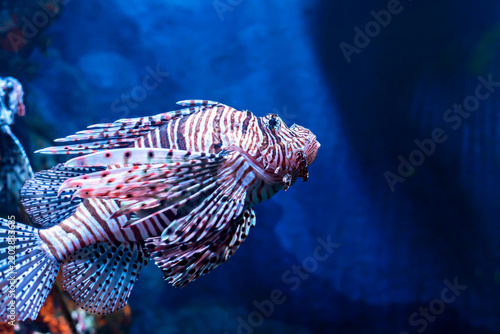 Underwater world. Vibrant lionfish glides through deep blue ocean waters, showcasing its striking fins and patterns, while coral reef is visible in background, creating underwater scene rich in color