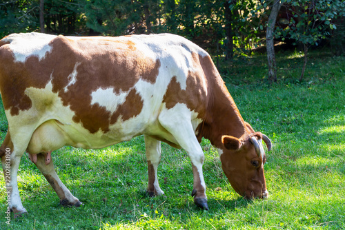 Agriculture. Cattle. Brown and white cow with curved horns lowers its head to graze on bright green grass, while trees and dappled sunlight create natural rural pasture setting