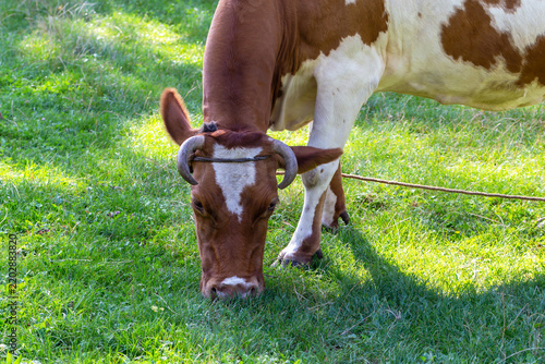Agriculture. Cattle. Brown and white horned cow lowers its head to graze on lush green grass, with rope extending behind its legs across sunlit outdoor pasture landscape