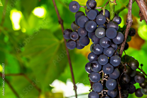 Viticulture. Grapevine. Close view of dense cluster of ripe dark purple grapes hanging from vine, surrounded by broad green leaves, woody stems, and softly blurred sunlit foliage in background