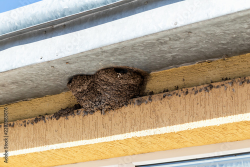 Swallow's Nest. Mud swallow nest clings beneath weathered roof eave, with layered metal trim above, stained wood siding below, and painted white line visible across exterior surface