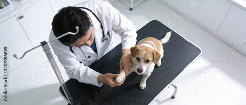 Veterinarian examining dog paw on examination table in clinic room