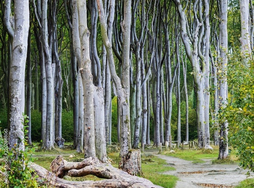 A photograph of a beautiful forest path in the soft light of early autumn.