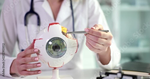 A medical professional carefully examines an anatomical model of the human eye, demonstrating its structures and functions while explaining various components in a clinical setting.