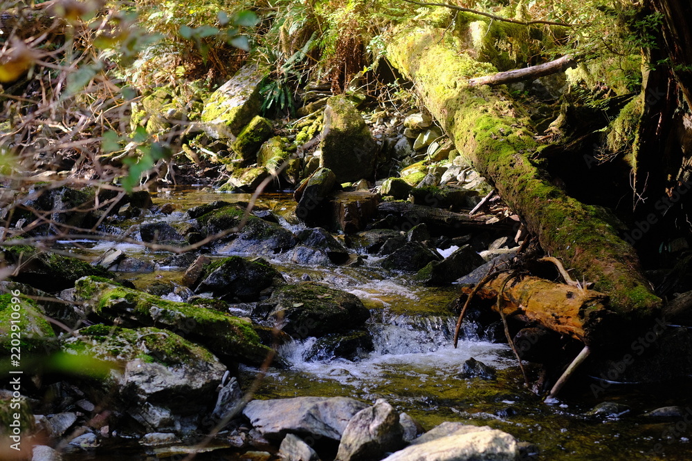 Obraz premium Woodland stream flowing over mossy rocks