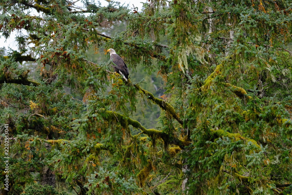 Obraz premium Bird perched on branch in evergreen woodland