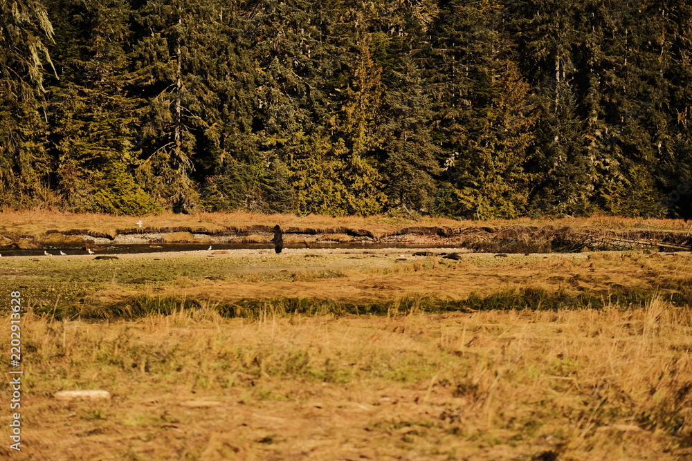 Obraz premium Wooden fence in front of dense evergreen forest