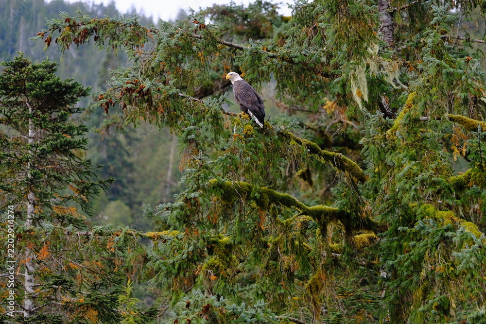 Obraz premium Small bird perched on branch in leafy forest