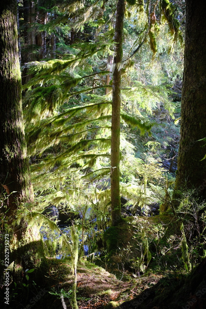 Obraz premium Sunlit green forest with mossy tree trunks