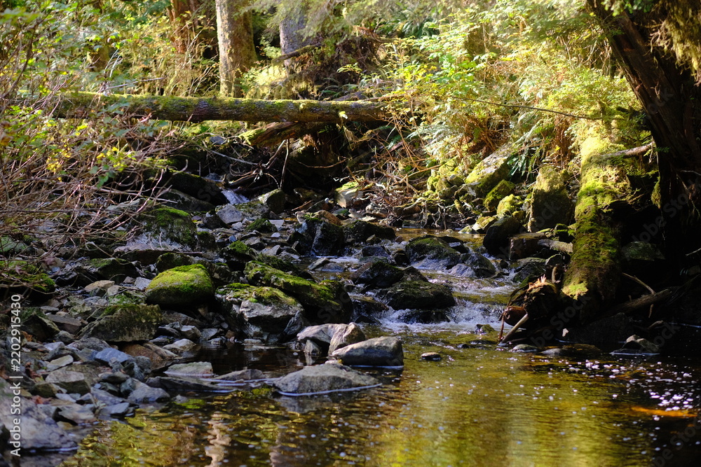 Obraz premium Mossy forest creek flowing through a sunlit woodland