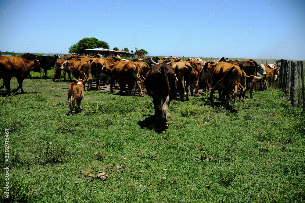Obraz premium Cattle herd grazing in a green pasture