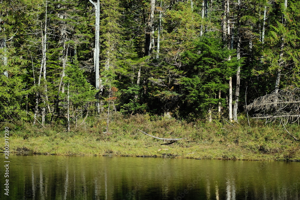 Obraz premium Forest clearing with slender trees and green undergrowth