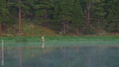 A pan across the shore of a pristine lake in the forest