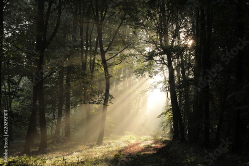 Path through a deciduous forest on a foggy summer morning.	