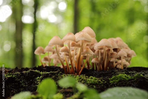 Mushrooms growing on a tree trunk in the forest
