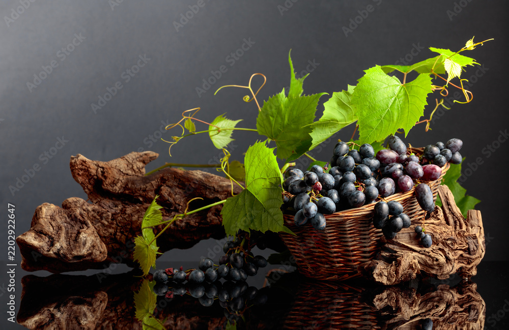 Obraz premium Blue grapes and vine branches on a black reflective background.