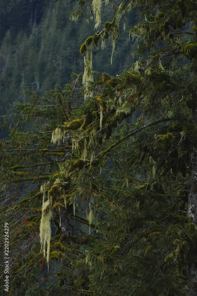 Obraz premium Mossy tree bark in a lush forest