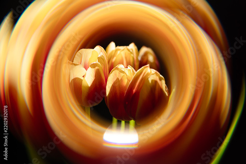 Farbige Tulpen, umgeben von einem abstrakten kreisförmigen Lichteffekt vor schwarzem Hintergrund. Kreatives florales Stillleben mit dynamischer Bewegung, intensiven Farben und kunstvoller Lichtmalerei
