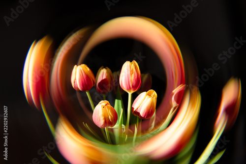 Farbige Tulpen, umgeben von einem abstrakten kreisförmigen Lichteffekt vor schwarzem Hintergrund. Kreatives florales Stillleben mit dynamischer Bewegung, intensiven Farben und kunstvoller Lichtmalerei