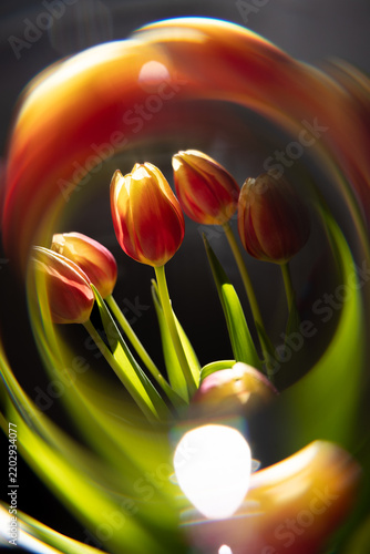 Farbige Tulpen, umgeben von einem abstrakten kreisförmigen Lichteffekt vor schwarzem Hintergrund. Kreatives florales Stillleben mit dynamischer Bewegung, intensiven Farben und kunstvoller Lichtmalerei