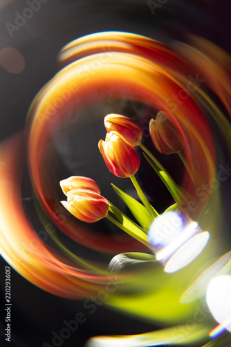 Farbige Tulpen, umgeben von einem abstrakten kreisförmigen Lichteffekt vor schwarzem Hintergrund. Kreatives florales Stillleben mit dynamischer Bewegung, intensiven Farben und kunstvoller Lichtmalerei