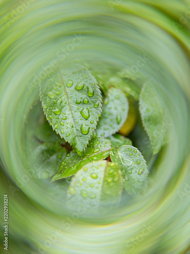Frische grüne Blätter mit Wassertropfen, umgeben von einem weichen kreisförmigen Unschärfeeffekt.
