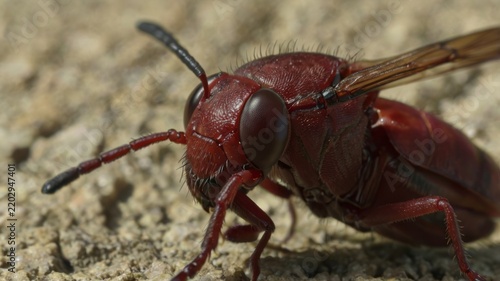 Extreme close up of a red paper wasp resting on a sandy ground surface.