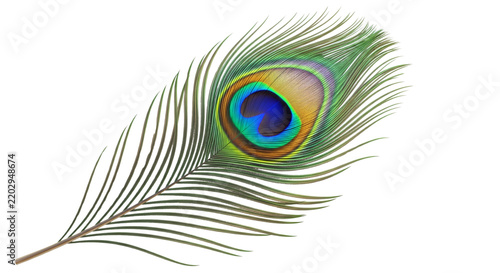 A single colorful iridescent peacock feather isolated on a white background for nature design