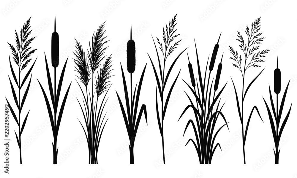 Obraz premium Black and white of cattails and reeds in wetland marsh