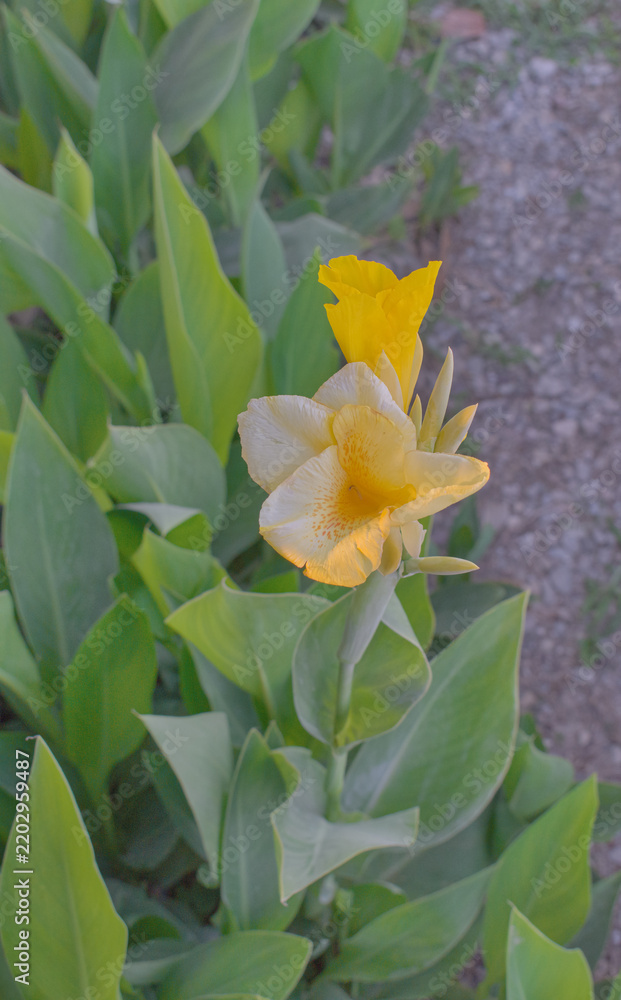 Fototapeta premium Yellow Canna Lily Flower Growing Among Green Leaves.