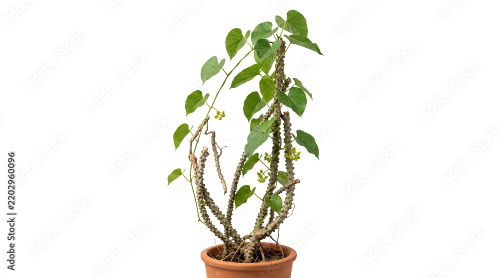 Fototapeta premium Vibrant green houseplant flourishes in simple pot