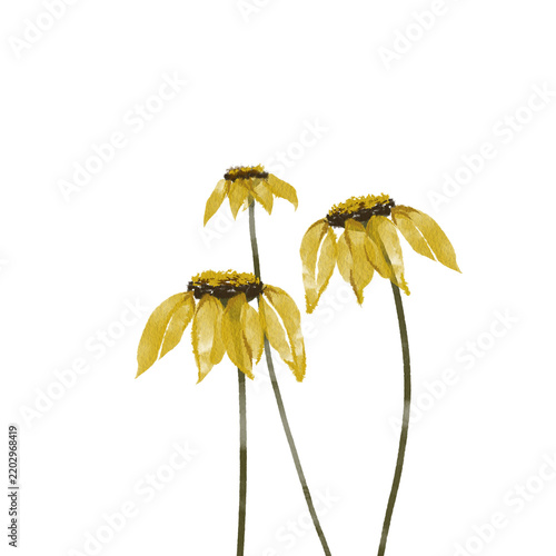 Watercolor yellow flowers bouquet isolated on transparent background