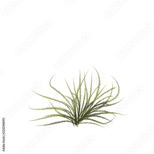 Watercolor wild green grass or herb isolated on transparent background